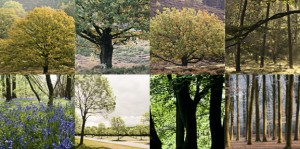 bomen-1