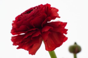 RG20130329-D800-6392-bewerkt