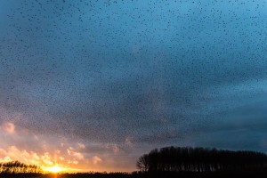 RG20141115-D800-0889-2