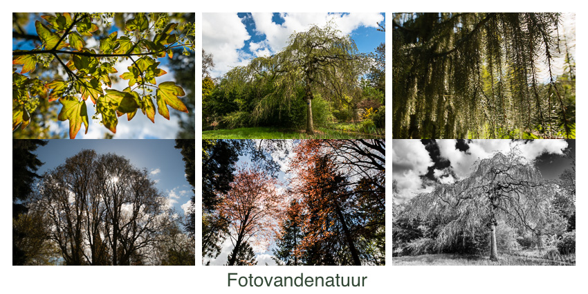 bomen-arboretum-doorn_2016-04