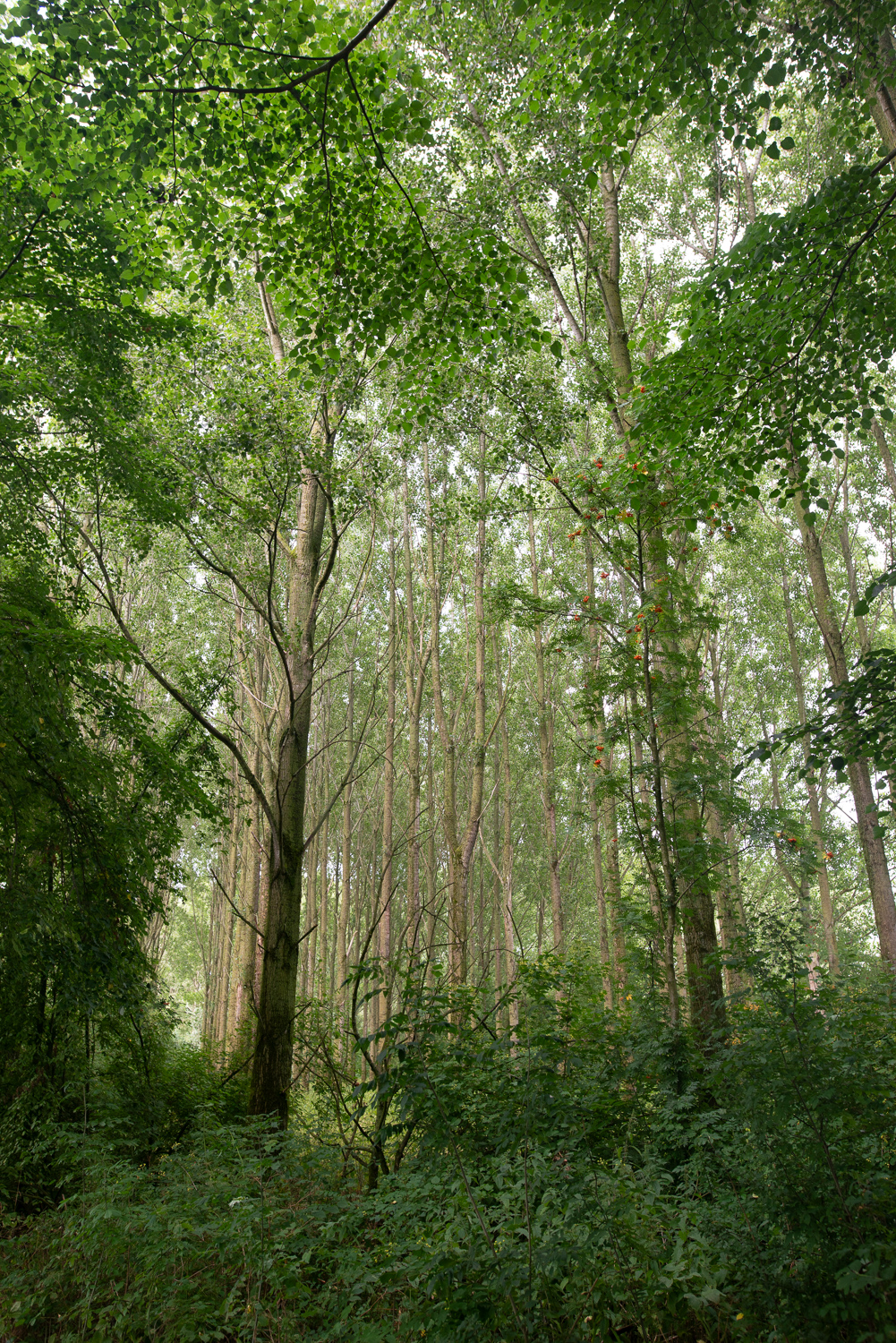 Houvast aan natuur dichtbij